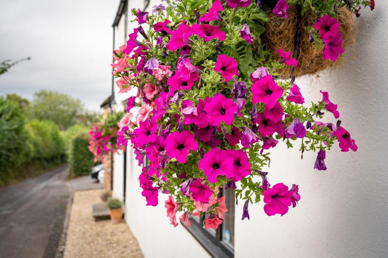 Woodview - Cosy 1840S Cottage In Chew Valley And Mendip Aonb Compton Martin Buitenkant foto
